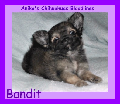 Chihuahuas,
image results for jacqui beth johnson, images of anika-chihuahuas, longcoat-chihuahua-puppy