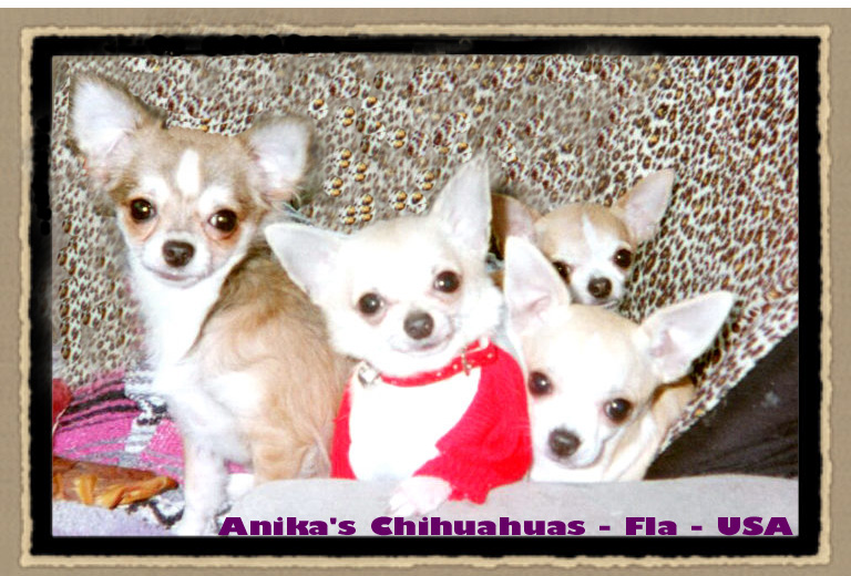 anika-chihuahuas,anika's,chihuahua,chihuahua,
chihuahua,anika-chihuahuas-bloodlines></a><!--end image_1--></DIV></P>
		<P><FONT SIZE=